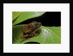 Hyperolius puncticulatus - mating by Anonymous