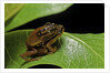 Hyperolius puncticulatus - mating by Anonymous