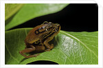 Hyperolius puncticulatus - mating by Anonymous