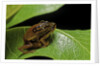 Hyperolius puncticulatus - mating by Anonymous