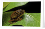 Hyperolius puncticulatus - mating by Anonymous