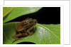 Hyperolius puncticulatus - mating by Anonymous