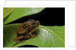 Hyperolius puncticulatus - mating by Anonymous