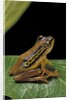 Hyperolius puncticulatus (spotted reed frog) by Anonymous