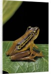 Hyperolius puncticulatus (spotted reed frog) by Anonymous