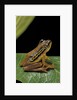 Hyperolius puncticulatus (spotted reed frog) by Anonymous