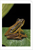 Hyperolius puncticulatus (spotted reed frog) by Anonymous