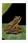 Hyperolius puncticulatus (spotted reed frog) by Anonymous