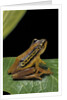 Hyperolius puncticulatus (spotted reed frog) by Anonymous
