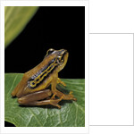 Hyperolius puncticulatus (spotted reed frog) by Anonymous