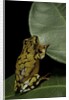 Hyperolius puncticulatus (spotted reed frog) by Anonymous