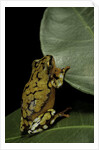 Hyperolius puncticulatus (spotted reed frog) by Anonymous