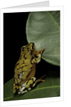 Hyperolius puncticulatus (spotted reed frog) by Anonymous