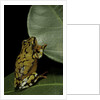 Hyperolius puncticulatus (spotted reed frog) by Anonymous