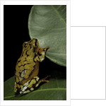 Hyperolius puncticulatus (spotted reed frog) by Anonymous