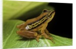 Hyperolius puncticulatus (spotted reed frog) by Anonymous