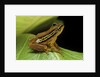 Hyperolius puncticulatus (spotted reed frog) by Anonymous