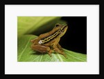 Hyperolius puncticulatus (spotted reed frog) by Anonymous