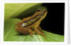 Hyperolius puncticulatus (spotted reed frog) by Anonymous