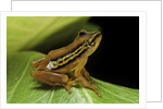 Hyperolius puncticulatus (spotted reed frog) by Anonymous