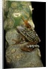 Hyperolius puncticulatus amani (spotted reed frog) by Anonymous