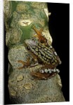 Hyperolius puncticulatus amani (spotted reed frog) by Anonymous