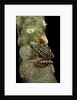 Hyperolius puncticulatus amani (spotted reed frog) by Anonymous