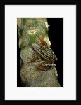 Hyperolius puncticulatus amani (spotted reed frog) by Anonymous