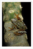 Hyperolius puncticulatus amani (spotted reed frog) by Anonymous