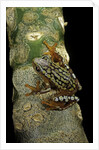 Hyperolius puncticulatus amani (spotted reed frog) by Anonymous