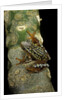 Hyperolius puncticulatus amani (spotted reed frog) by Anonymous