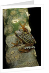 Hyperolius puncticulatus amani (spotted reed frog) by Anonymous