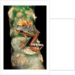 Hyperolius puncticulatus amani (spotted reed frog) by Anonymous