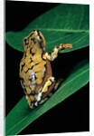 Hyperolius puncticulatus (spotted reed frog) by Anonymous