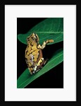 Hyperolius puncticulatus (spotted reed frog) by Anonymous