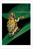 Hyperolius puncticulatus (spotted reed frog) by Anonymous