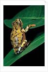 Hyperolius puncticulatus (spotted reed frog) by Anonymous