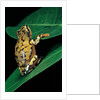 Hyperolius puncticulatus (spotted reed frog) by Anonymous
