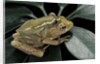 Hyperolius semidiscus (yellow-striped reed frog ) - mating by Anonymous