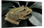Hyperolius semidiscus (yellow-striped reed frog ) - mating by Anonymous
