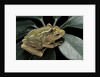 Hyperolius semidiscus (yellow-striped reed frog ) - mating by Anonymous