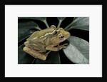 Hyperolius semidiscus (yellow-striped reed frog ) - mating by Anonymous