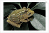 Hyperolius semidiscus (yellow-striped reed frog ) - mating by Anonymous