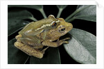 Hyperolius semidiscus (yellow-striped reed frog ) - mating by Anonymous
