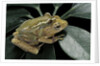 Hyperolius semidiscus (yellow-striped reed frog ) - mating by Anonymous