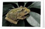 Hyperolius semidiscus (yellow-striped reed frog ) - mating by Anonymous