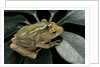 Hyperolius semidiscus (yellow-striped reed frog ) - mating by Anonymous