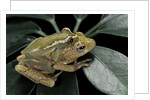 Hyperolius semidiscus (yellow-striped reed frog ) - mating by Anonymous