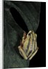 Hyperolius marmoratus taeniatus (marbled reed frog, painted reed frog) by Anonymous