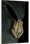 Hyperolius marmoratus taeniatus (marbled reed frog, painted reed frog) by Anonymous